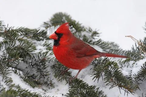 Cardinal in snow Stock Photos