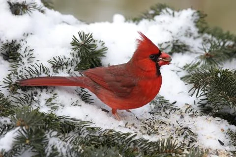 Cardinal in snow Stock Photos