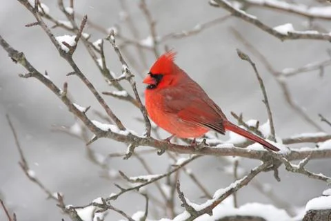 Cardinal in snow Stock Photos