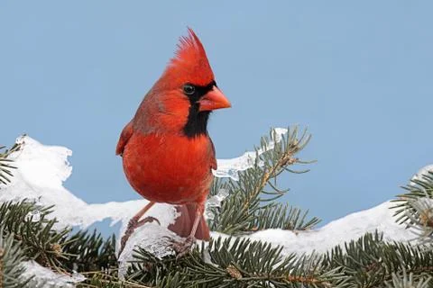 Cardinal in snow Stock Photos