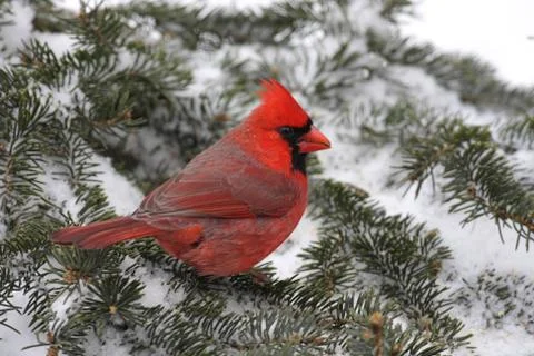 Cardinal in snow Stock Photos