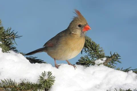 Cardinal in snow Stock Photos