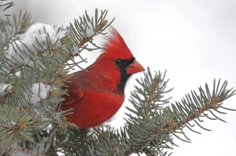 Cardinal in snow Stock Photos
