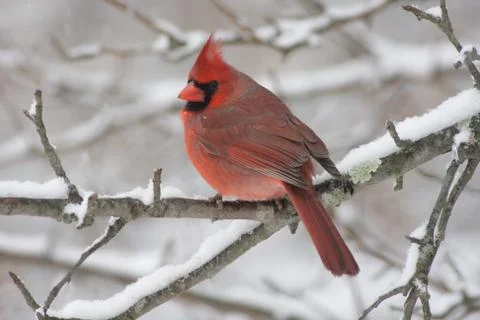 Cardinal in snow Stock Photos