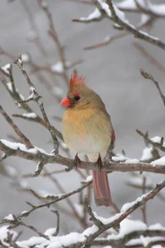 Cardinal in snow Stock Photos