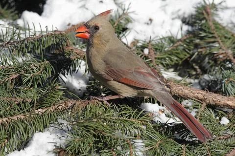 Cardinal in snow Stock Photos