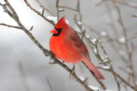 Cardinal in snow Stock Photos