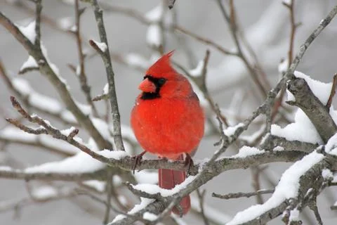 Cardinal in snow Stock Photos