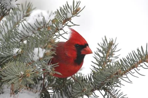 Cardinal in snow Stock Photos