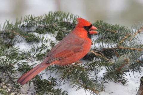 Cardinal in snow Stock Photos