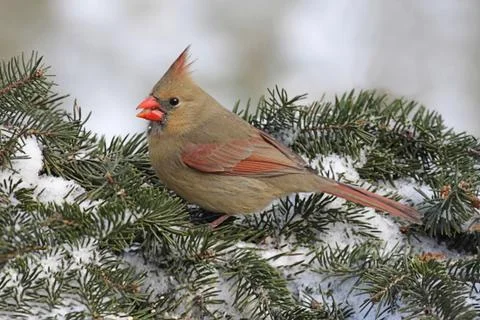 Cardinal in snow Stock Photos