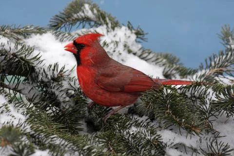 Cardinal in snow Stock Photos