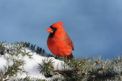 Cardinal in snow Stock Photos