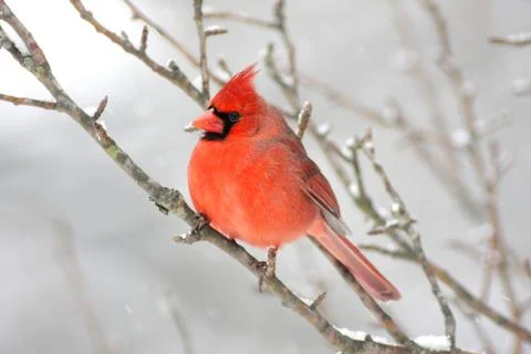 Cardinal in snow Stock Photos
