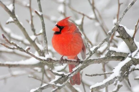 Cardinal in snow Stock Photos