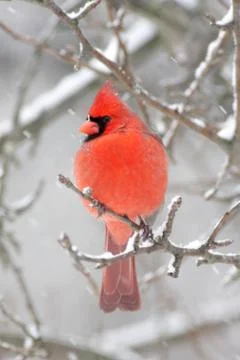 Cardinal in snow Stock Photos