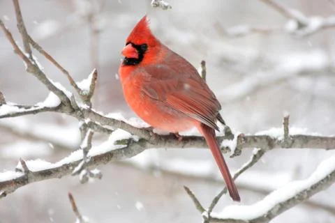 Cardinal in snow Stock Photos