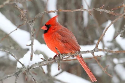 Cardinal in snow Stock Photos