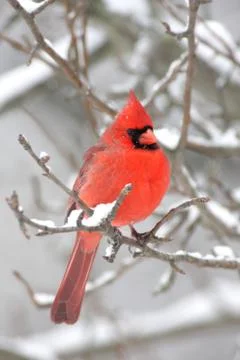 Cardinal in snow Stock Photos