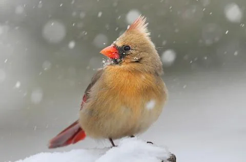 Cardinal in snow Stock Photos