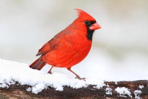 Cardinal in snow Stock Photos