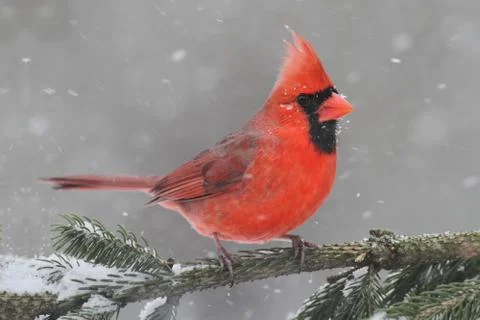 Cardinal in snow Stock Photos
