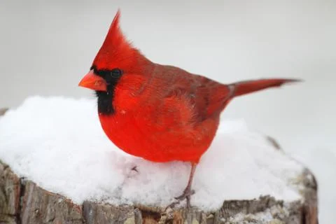 Cardinal in snow Stock Photos