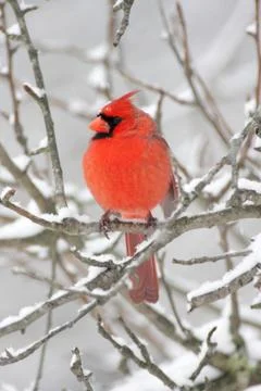 Cardinal in snow Stock Photos