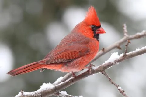 Cardinal in snow Stock Photos