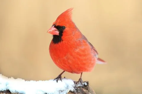 Cardinal In Snow Stock Photos