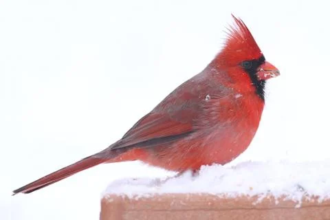 Cardinal In Snow Stock Photos