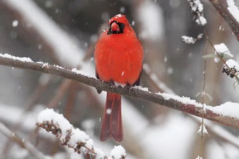 Cardinal In Snow Stock Photos