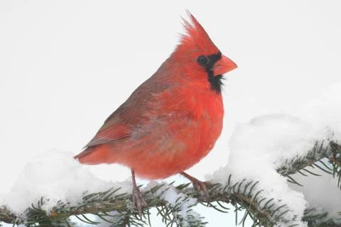Cardinal In Snow Stock Photos