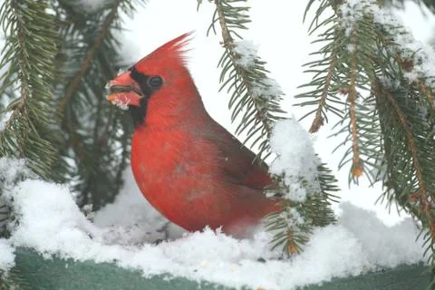 Cardinal In Snow Stock Photos