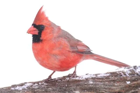 Cardinal In Snow Stock Photos