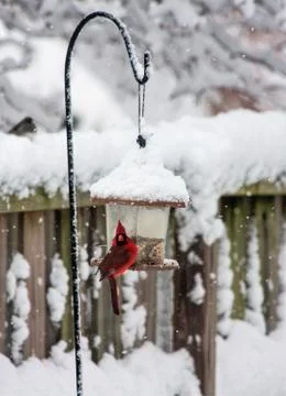 Cardinal in the snow 库存照片