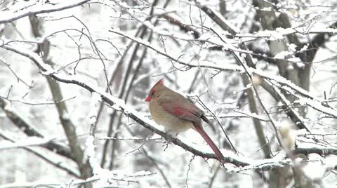 Cardinal in Snow Storm Stock Footage 10823939