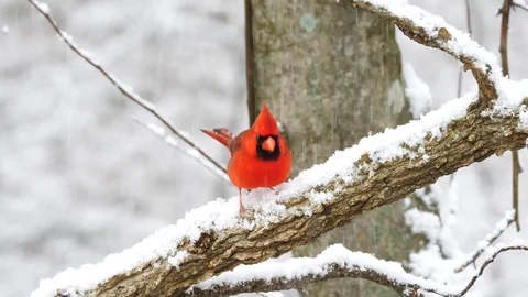 Cardinal in snow storm Vídeo Stock 124561267