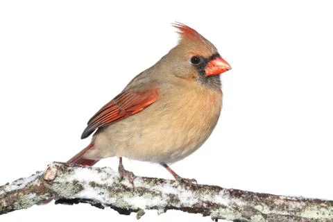 Cardinal in snow on white Stock Photos