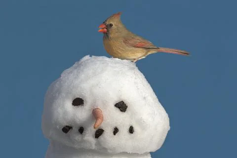 Cardinal on snowman Stock Photos