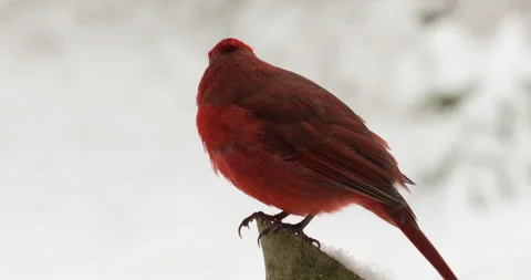 Cardinal on Snowy Perch Stock Footage 148861860