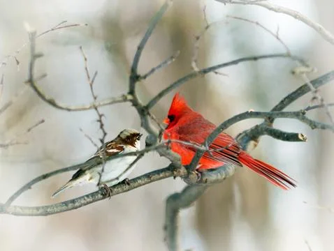 Cardinal &amp; sparrow Stock-Fotos