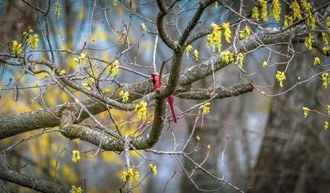 Cardinal in Spring Stock Photos
