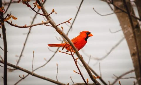 Cardinal in Spring Stock Photos