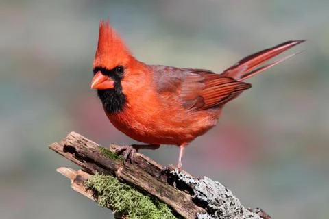 Cardinal on a stump Stock Photos