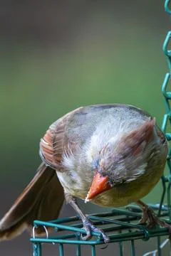 Cardinal on a suet feeder Foto stock