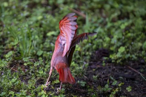 Cardinal Taking Flight Stock Photos