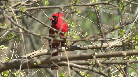 Cardinal through tree branches Stock Footage 936622
