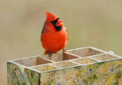 Cardinal on a tool box Stock Photos
