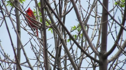 Cardinal in tree chirping Video stock 50761461